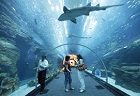 shark reef aquarium pictures
